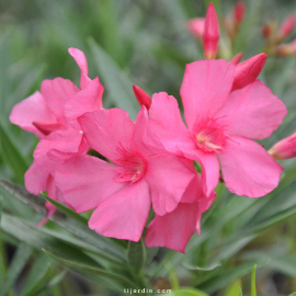 Nerium oleander - Laurier rose 'Margaritha'