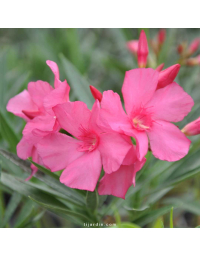 Nerium oleander - Laurier rose 'Margaritha'