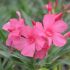 Laurier-rose 'Margaritha' (Nerium oleander)
