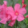 Nerium oleander - Laurier rose 'Margaritha'