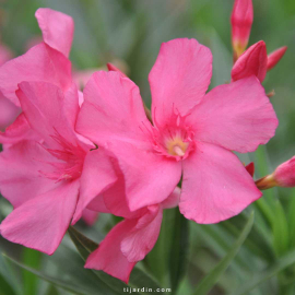 Nerium oleander - Laurier rose 'Margaritha'