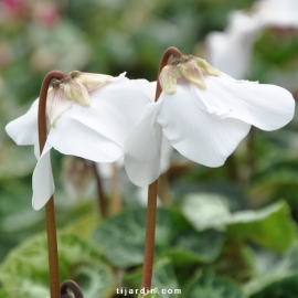 Cyclamen 'En Vogue' blanc