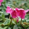 Cyclamen 'En Vogue' blanc