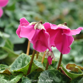 Cyclamen 'En Vogue' blanc