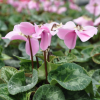 Cyclamen 'En Vogue' blanc