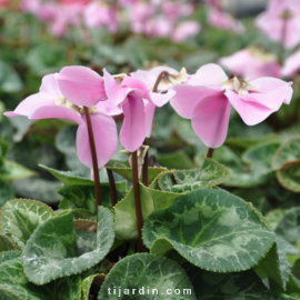 Cyclamen 'En Vogue' blanc