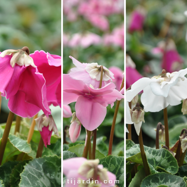 Trio Cyclamen 'En Vogue' 