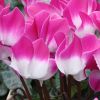 Cyclamen 'Indiaka®'