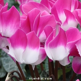 Cyclamen 'Indiaka®'