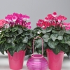 Cyclamen 'Indiaka®'