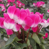 Cyclamen 'Indiaka®'