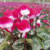 Cyclamen 'Indiaka®'