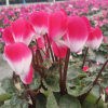 Cyclamen 'Indiaka®'