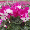 Cyclamen 'Indiaka®'