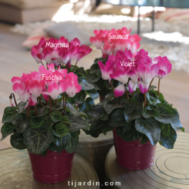 Cyclamen 'Indiaka®'