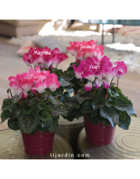 Cyclamen Outstanding 'Indiaka®'