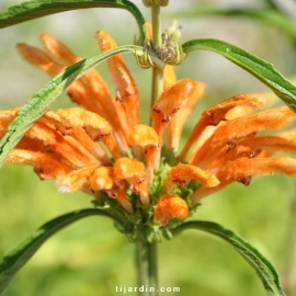 Leonotis leonorus