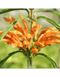 Leonotis leonorus - Queue-de-lion