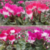 Cyclamen 'Indiaka®' fuchsia