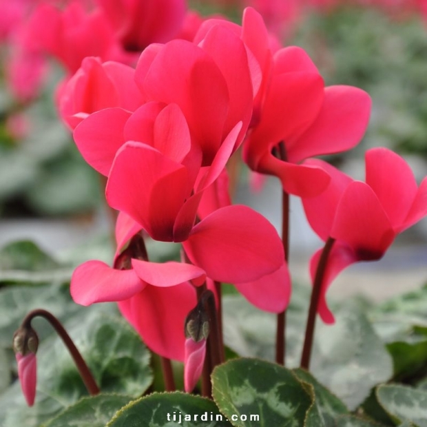 Cyclamen outstanding rose néon