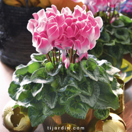 Cyclamen 'FUNFLAME®' 