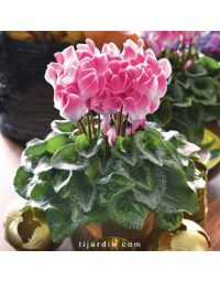 Cyclamen 'FUNFLAME®' rose et blanc