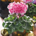 Cyclamen 'FUNFLAME®' rose et blanc