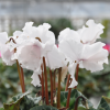 Cyclamen Frangé