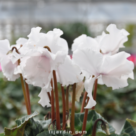 Cyclamen Frangé