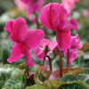 Cyclamen Frangé