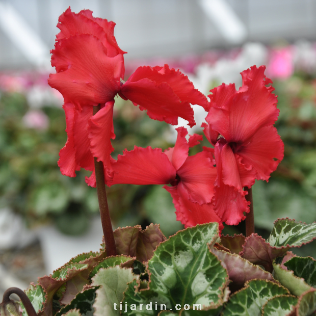 Cyclamen Frangé