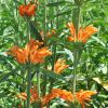 Leonotis leonorus