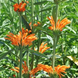 Leonotis leonorus