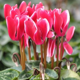 Cyclamen Outstanding 'FANTASIA®' rouge-fuchsia