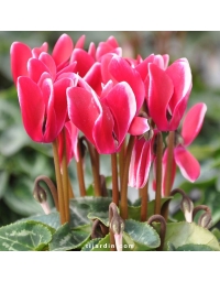 Cyclamen Outstanding FANTASIA®
