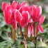 Cyclamen Outstanding FANTASIA®