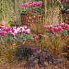 Cyclamen Outstanding 'FANTASIA®' rouge-fuchsia