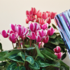 Cyclamen Outstanding 'FANTASIA®' rouge-fuchsia