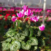 Cyclamen Outstanding 'FANTASIA®' rouge-fuchsia