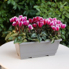 Cyclamen Outstanding 'FANTASIA®' rouge-fuchsia