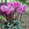 Cyclamen Outstanding 'FANTASIA®' rouge-fuchsia