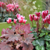 Cyclamen Outstanding 'FANTASIA®' rouge-fuchsia