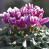 Cyclamen Outstanding 'FANTASIA®' rouge-fuchsia