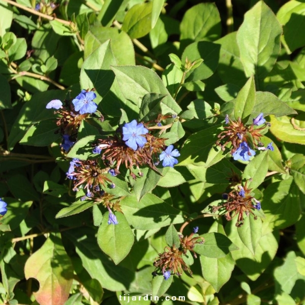 Plumabgo larpentae-Ceratostigma plumbaginoides-