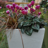 Cyclamen Outstanding 'FANTASIA®' rouge-fuchsia
