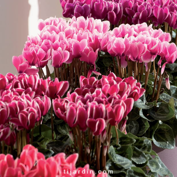Cyclamen 'Fantasia' par lot de 4 Cyclamen 'Fantasia' par lot de 4