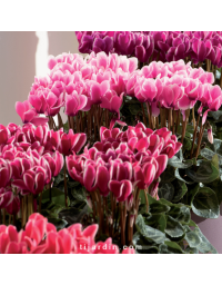 Lot de 4 cyclamens Outstanding 'FANTASIA' - couleurs variées