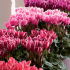 Lot de 4 cyclamens Outstanding 'FANTASIA' - couleurs variées