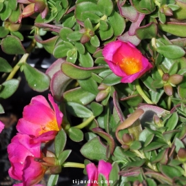 Portulaca umbraculifera