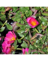 Portulaca umbraculifera